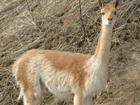 Викунья Викунья