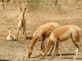 Викунья