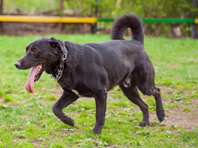 Фото Собака домашняя