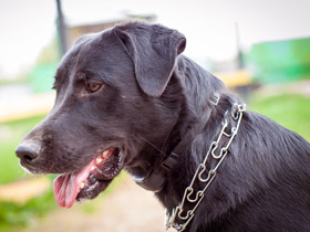 Фото Собака домашняя