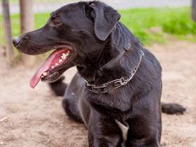 Фото Собака домашняя