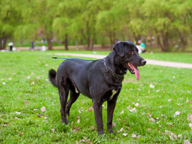 Фото Собака домашняя