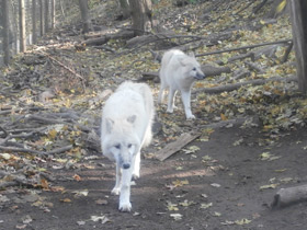 Смотреть фото Волк Фото Волк