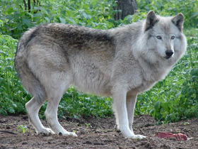 Смотреть фото Волк Фото Волк