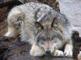 Смотреть фото Волк Фото Волк