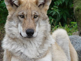 Смотреть фото Волк Фото Волк