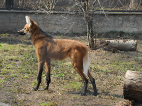 Смотреть фото Гривистый волк Фото Гривистый волк