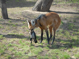 Смотреть фото Гривистый волк Фото Гривистый волк