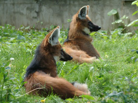 Смотреть фото Гривистый волк Фото Гривистый волк