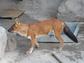 Смотреть фото Красный волк Фото Красный волк