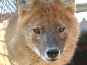 Смотреть фото Красный волк Фото Красный волк