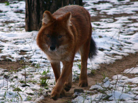 Смотреть фото Красный волк Фото Красный волк