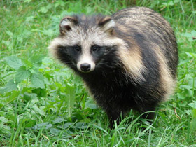 Смотреть фото Животные - символы Фото Животные - символы