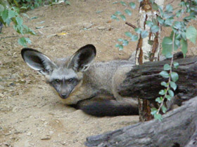 Смотреть фото Большеухая лисица Фото Большеухая лисица