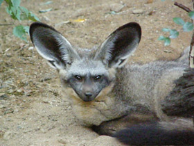 Смотреть фото Большеухая лисица Фото Большеухая лисица