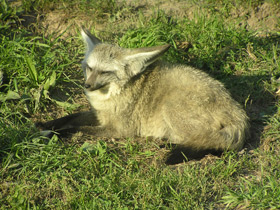 Смотреть фото Большеухая лисица Фото Большеухая лисица