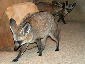 Смотреть фото Большеухая лисица Фото Большеухая лисица