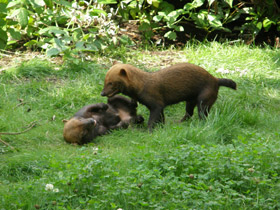 Фото Кустарниковая  собака