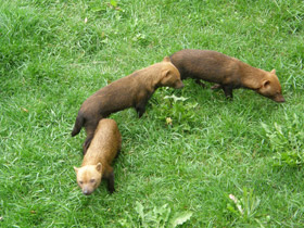 Фото Кустарниковая  собака