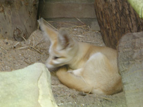 Смотреть фото Фенек Фото Фенек