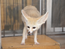 Смотреть фото Фенек Фото Фенек