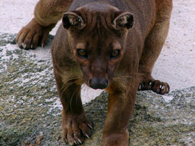 Фосса Фосса