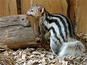 Фото Мунго Грандидье