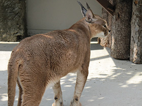 Смотреть фото Каракал Фото Каракал