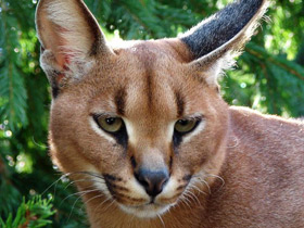 Смотреть фото Каракал Фото Каракал