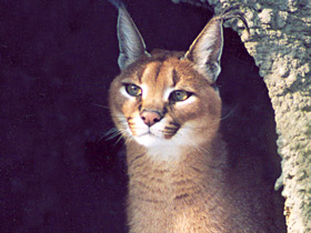 Смотреть фото Каракал Фото Каракал