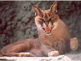 Смотреть фото Каракал Фото Каракал