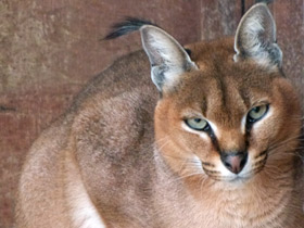 Смотреть фото Каракал Фото Каракал