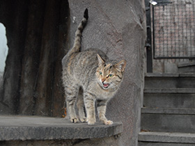 Смотреть фото Домашняя кошка Фото Домашняя кошка