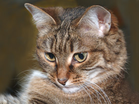 Домашняя кошка