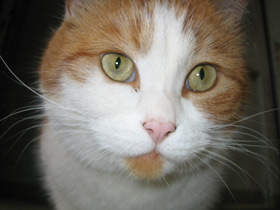 Смотреть фото Домашняя кошка Фото Домашняя кошка