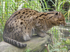 Смотреть фото Кот-рыболов Фото Кот-рыболов