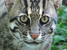 Кот-рыболов Кот-рыболов