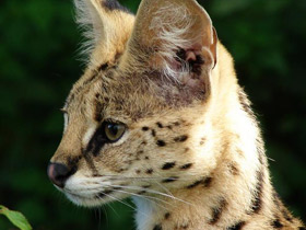 Сервал Сервал