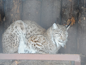 Фото Европейская рысь