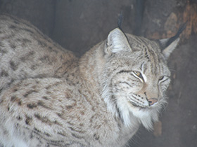 Фото Европейская рысь