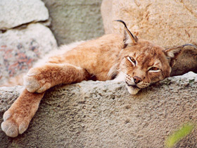 Фото Европейская рысь