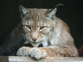 Европейская рысь