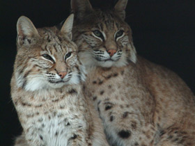 Фото Европейская рысь