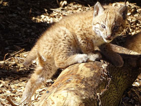 Фото Европейская рысь