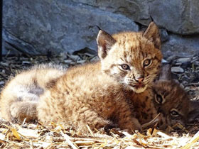 Фото Европейская рысь