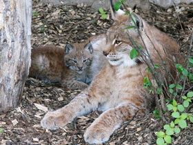 Фото Европейская рысь