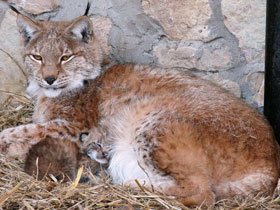 Фото Европейская рысь