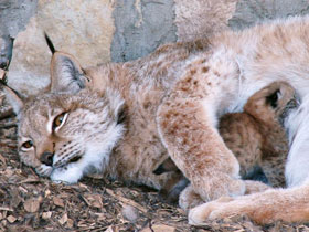Фото Европейская рысь