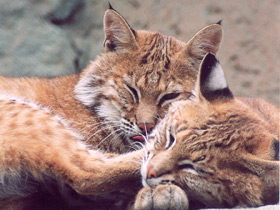 Фото Европейская рысь