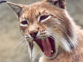 Фото Европейская рысь